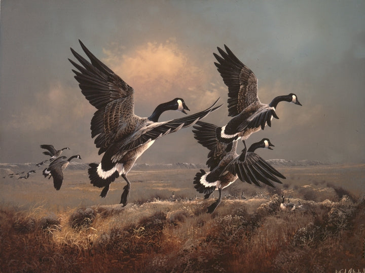 High Plains Honkers Art Rendering - Prints54.com