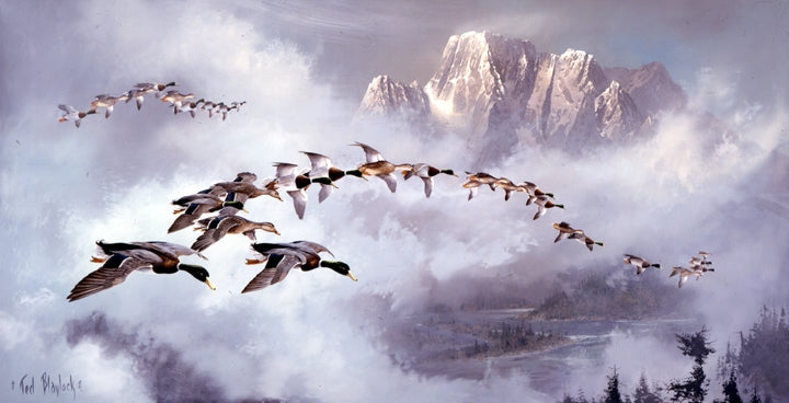 Mallards In Formation Art Rendering - Prints54.com