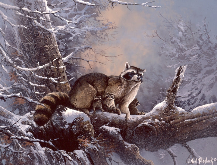 Out on a Limb-Raccoon Art Rendering - Prints54.com