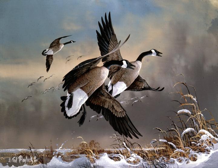 Startled Honkers Art Rendering - Prints54.com