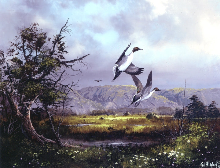 Surprised Pintails Art Rendering - Prints54.com