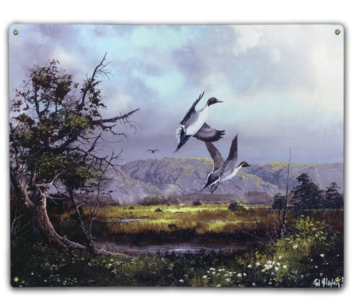 Surprised Pintails Art Rendering - Prints54.com